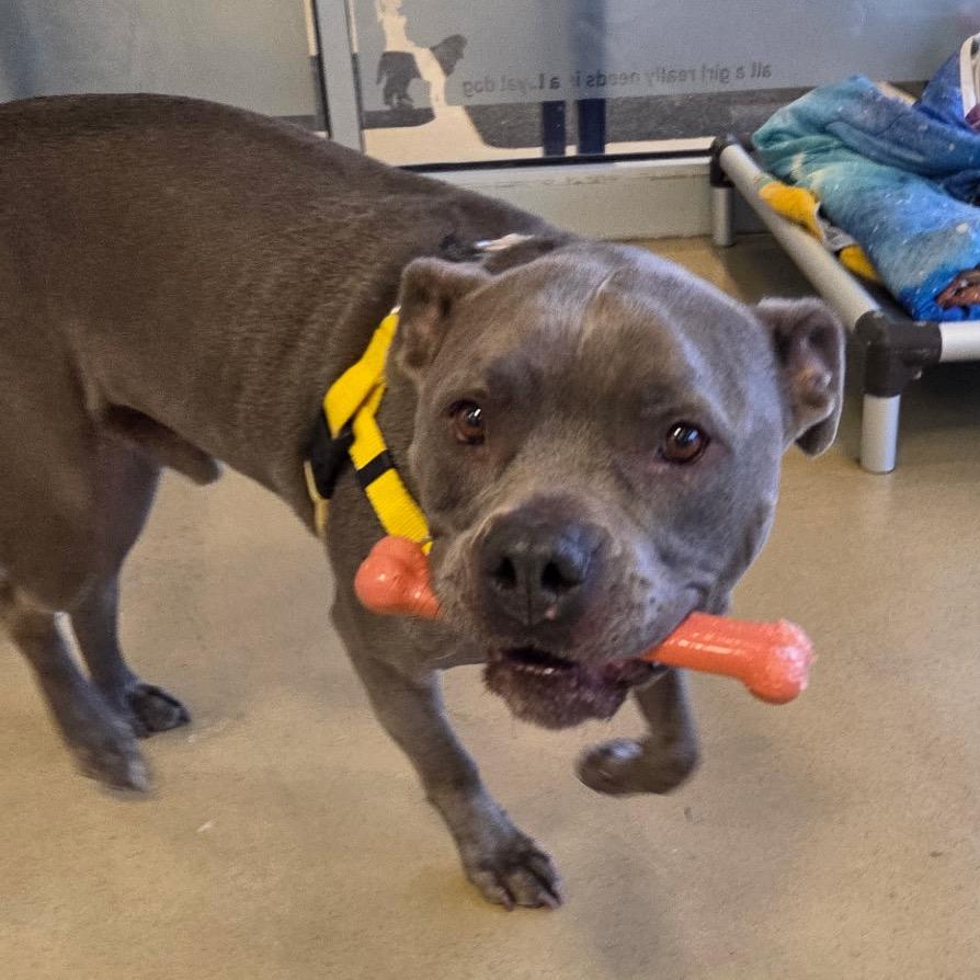 Enlarge Tony Macaroni, a Adoptable Mixed Breed in Park City, UT image 5/6