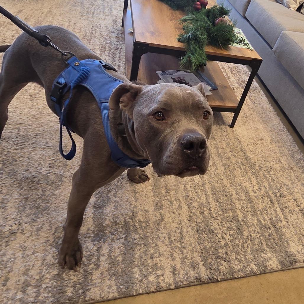 Enlarge Tony Macaroni, a Adoptable Mixed Breed in Park City, UT image 6/6