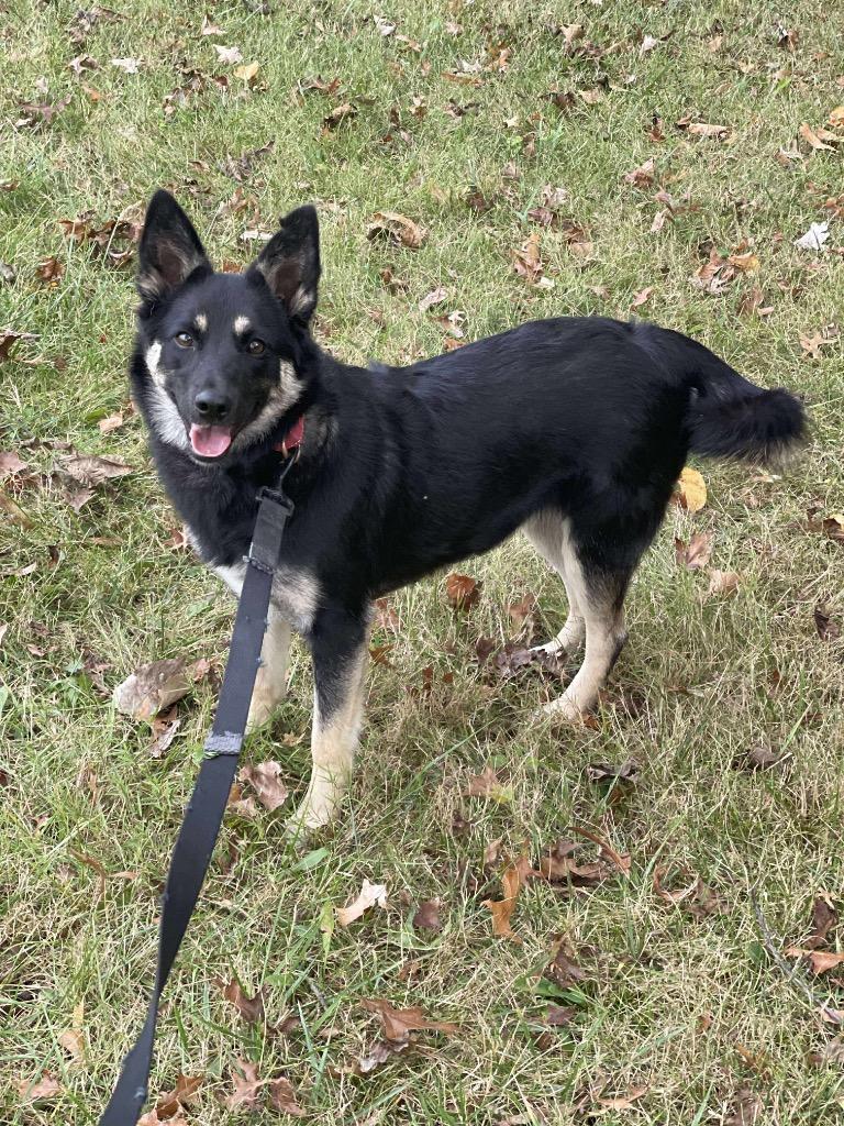 Enlarge Lilo, a Adoptable mixed breed in Decatur, IN image 1/4