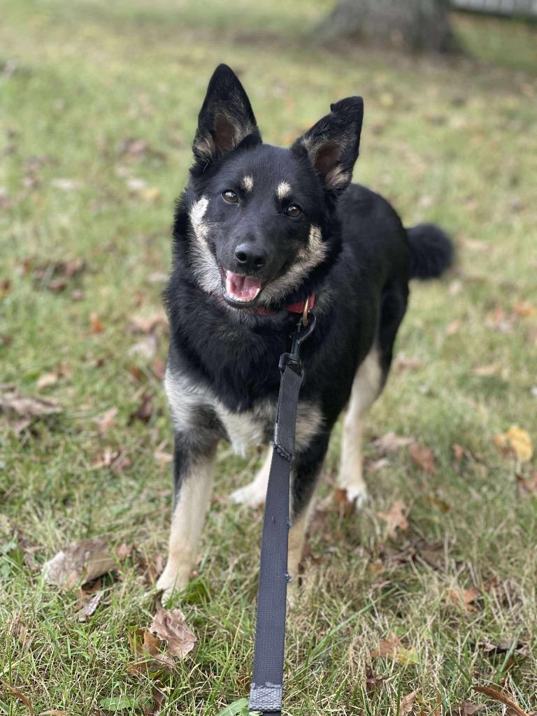 Lilo, Adoptable, Young Female German Shepherd Dog & Australian Shepherd.