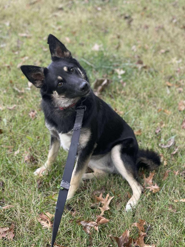 Enlarge Lilo, a Adoptable mixed breed in Decatur, IN image 4/4