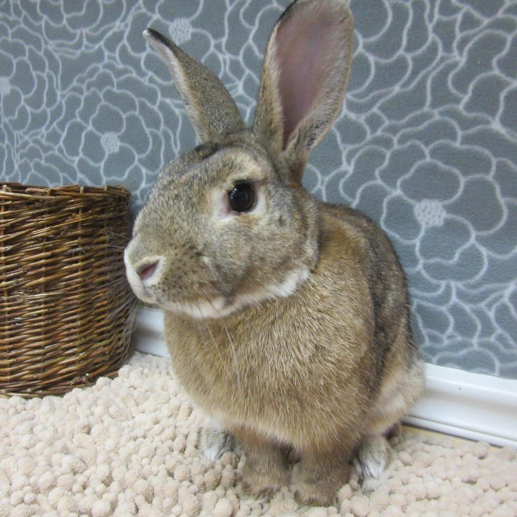 Swayze, Adoptable, Young Male Bunny Rabbit.