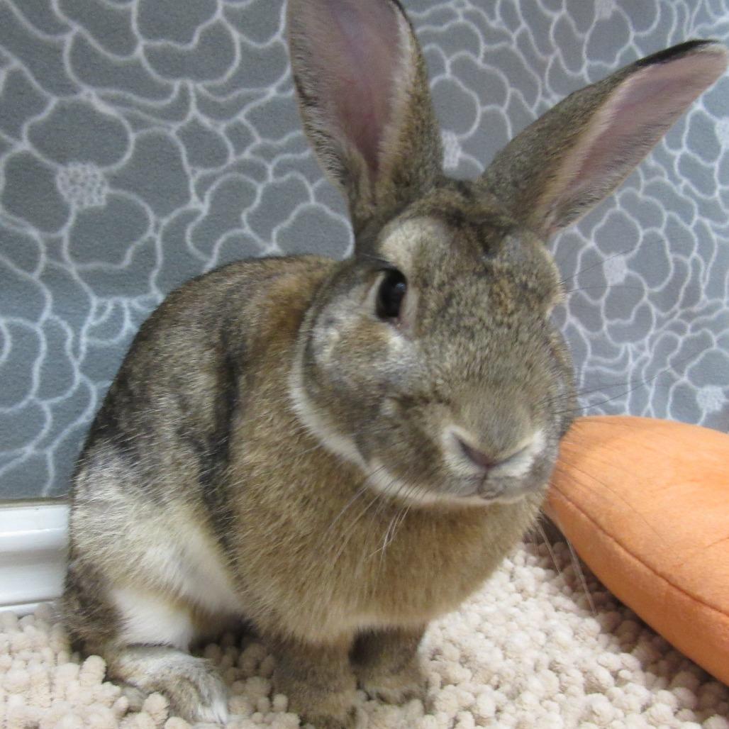 Enlarge Swayze, a Adoptable Bunny Rabbit in Newport, PA image 2/5