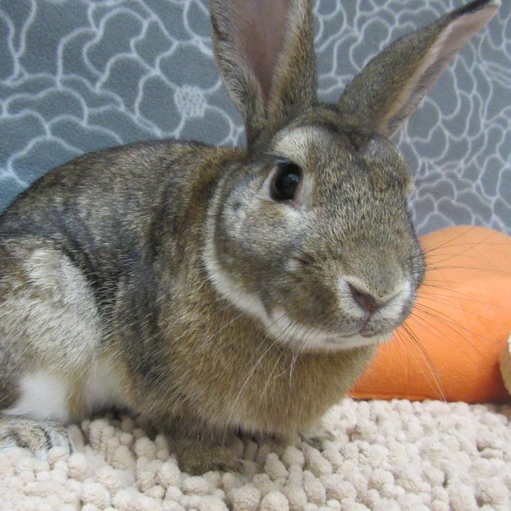 Enlarge Swayze, a Adoptable Bunny Rabbit in Newport, PA image 3/5
