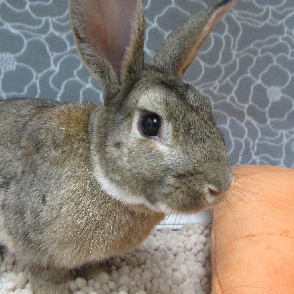 Enlarge Swayze, a Adoptable Bunny Rabbit in Newport, PA image 5/5