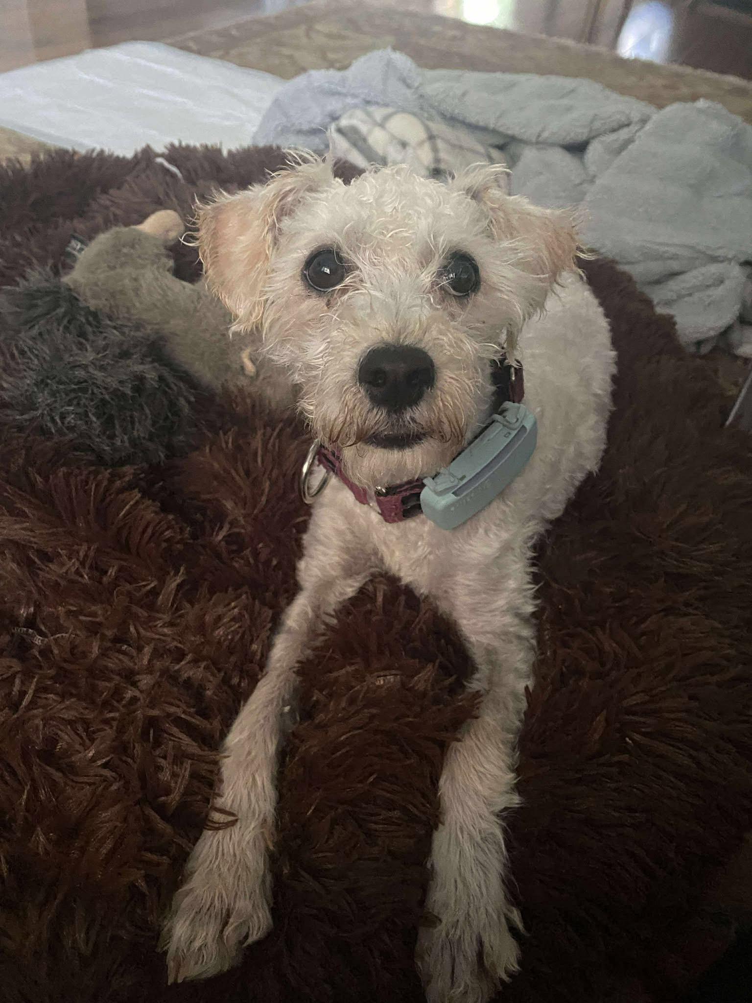 Juliette, an adoptable Poodle in Barrie, ON, L4M 5C3 | Photo Image 2