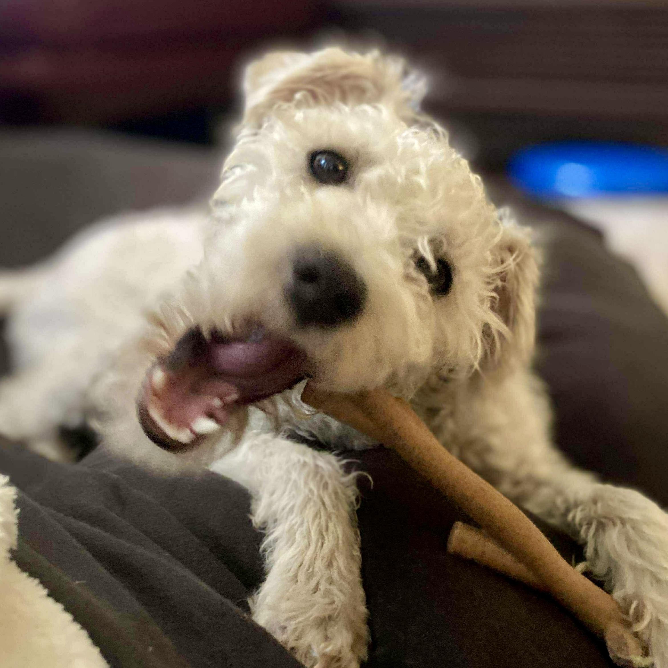 Juliette, an adoptable Poodle in Barrie, ON, L4M 5C3 | Photo Image 1