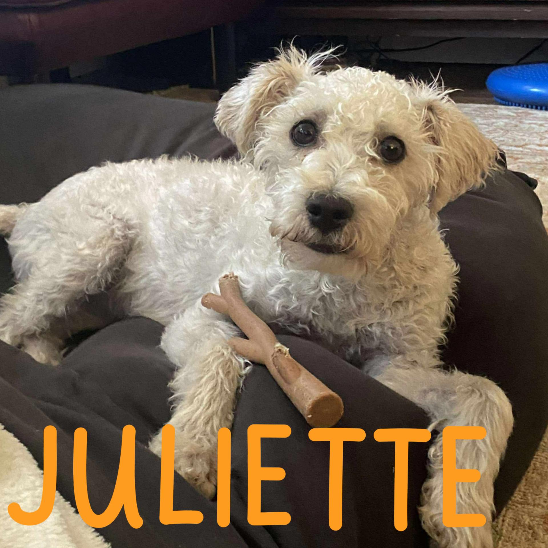 Juliette, an adoptable Poodle in Barrie, ON, L4M 5C3 | Photo Image 3