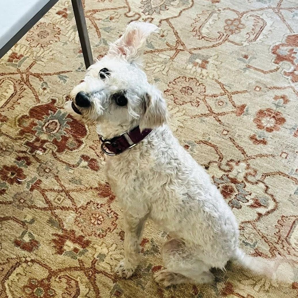 Juliette, an adoptable Poodle in Barrie, ON, L4M 5C3 | Photo Image 4