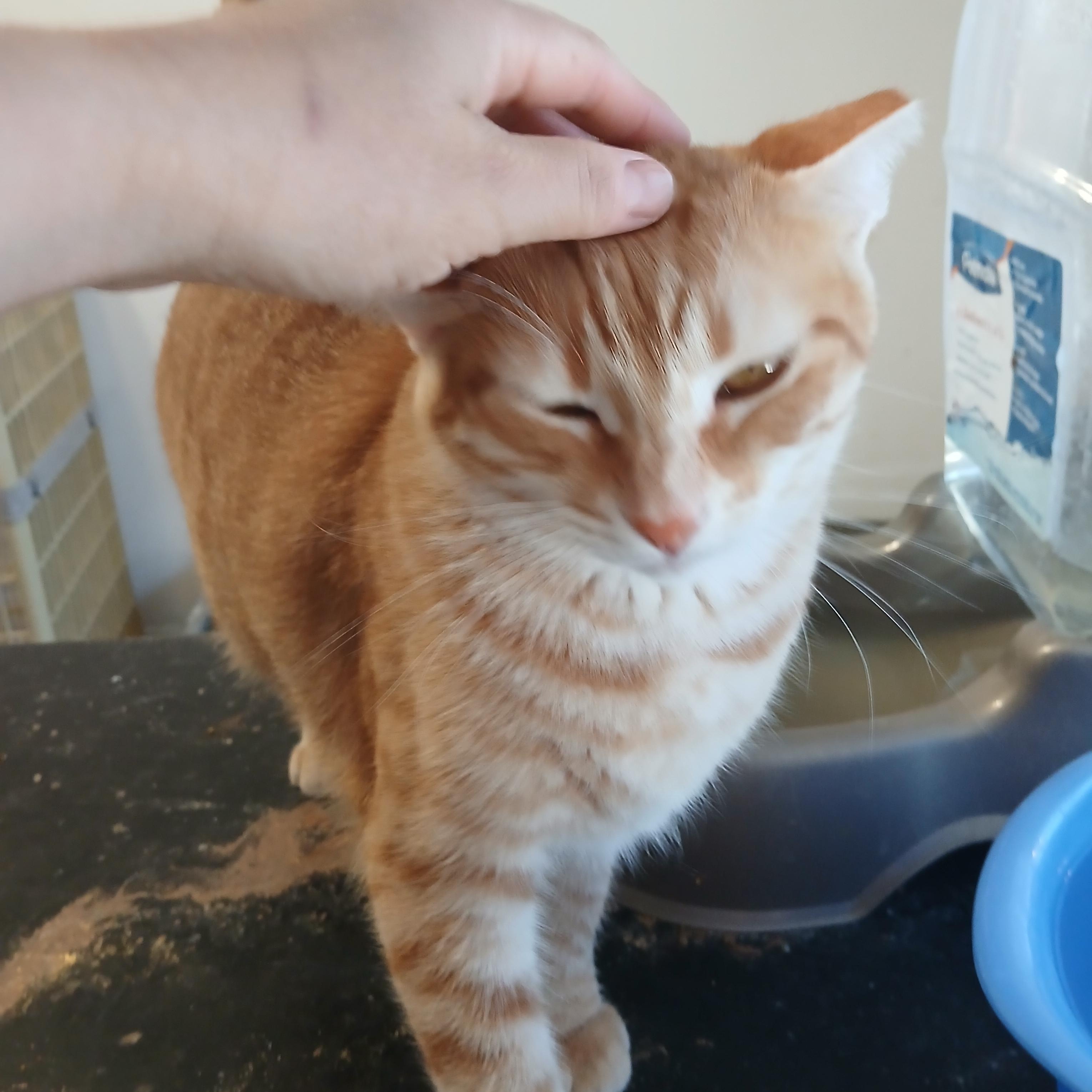 Papaya, Adoptable, Young Female Tabby.