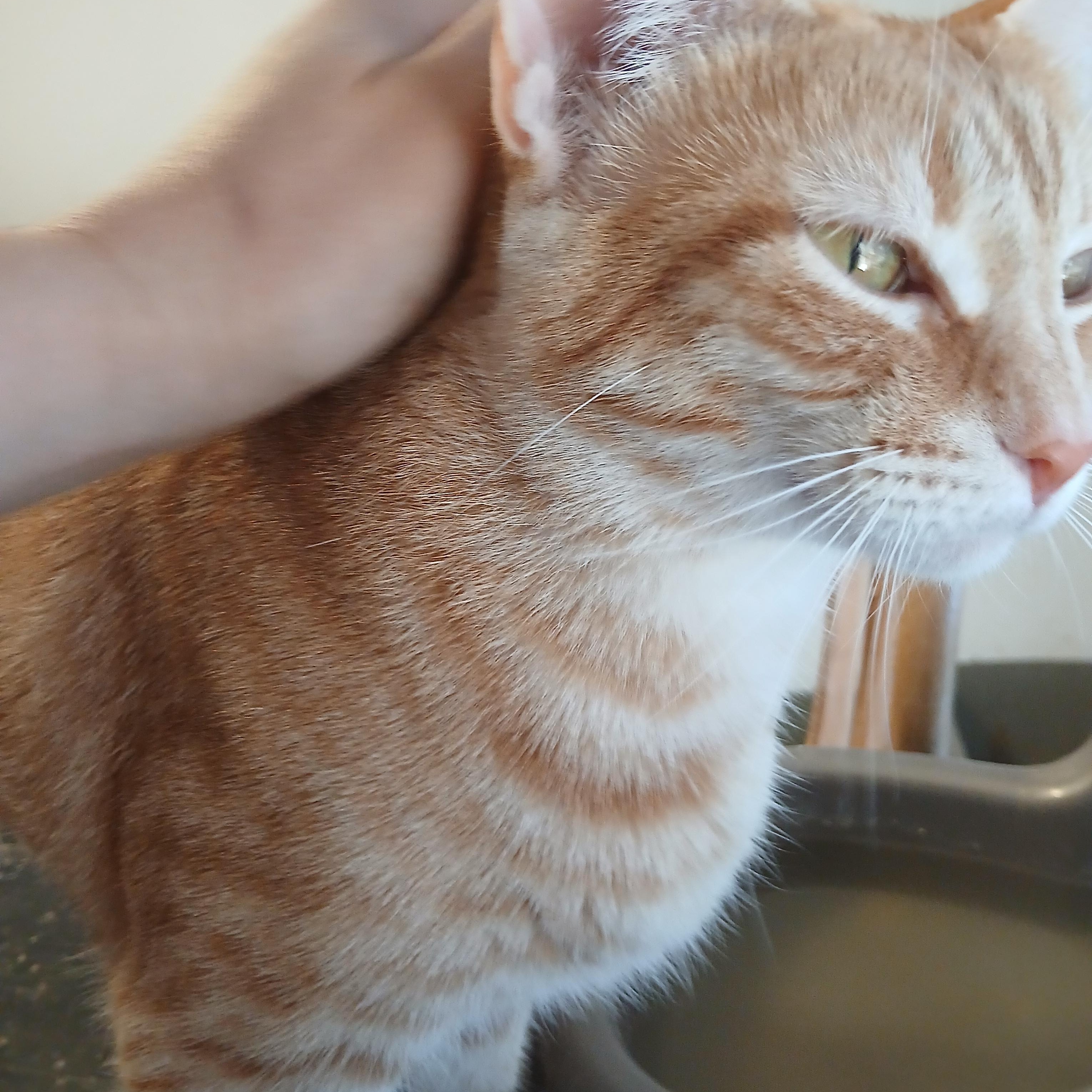 Enlarge Papaya, a hold Tabby image 3/6