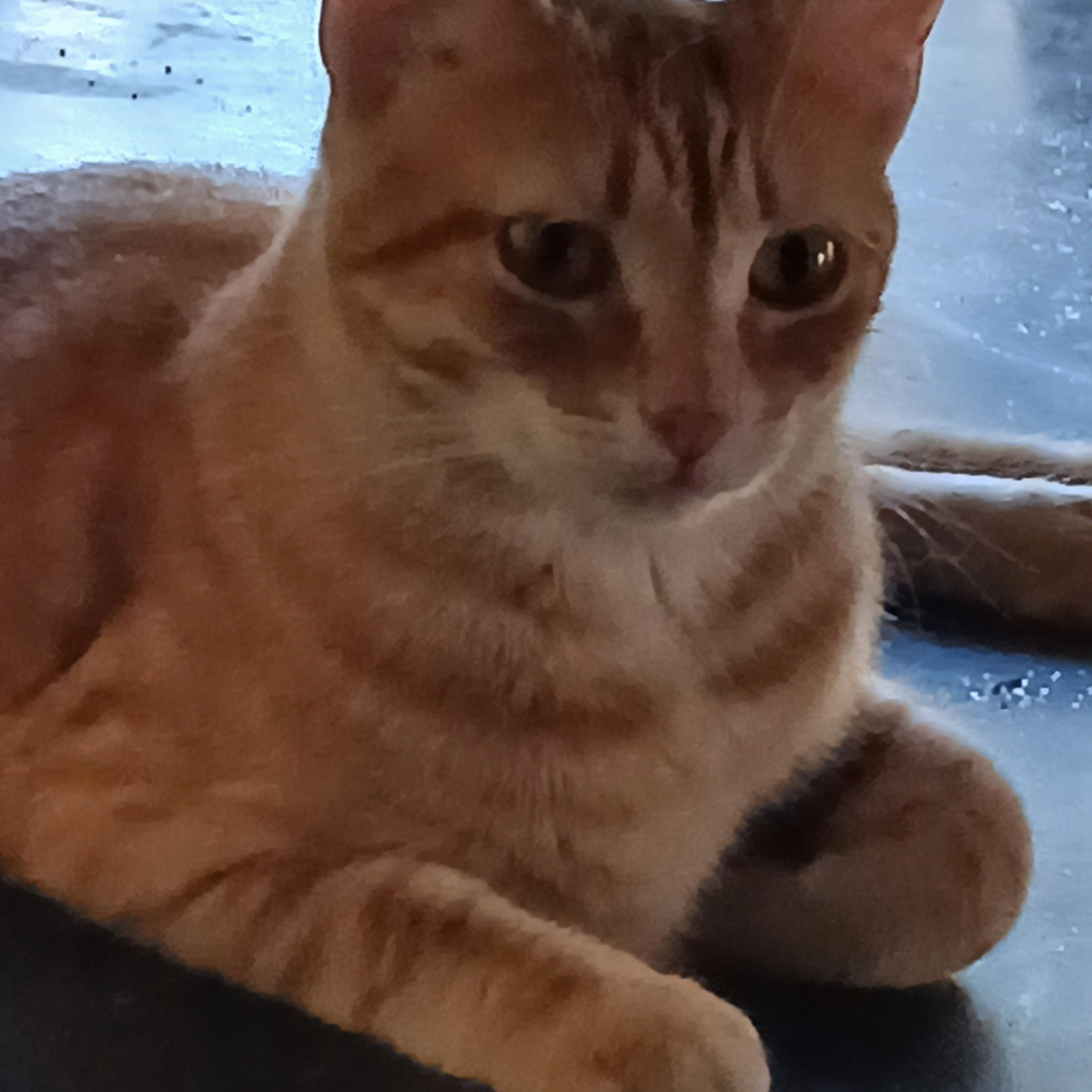 Enlarge Papaya, a hold Tabby image 4/6