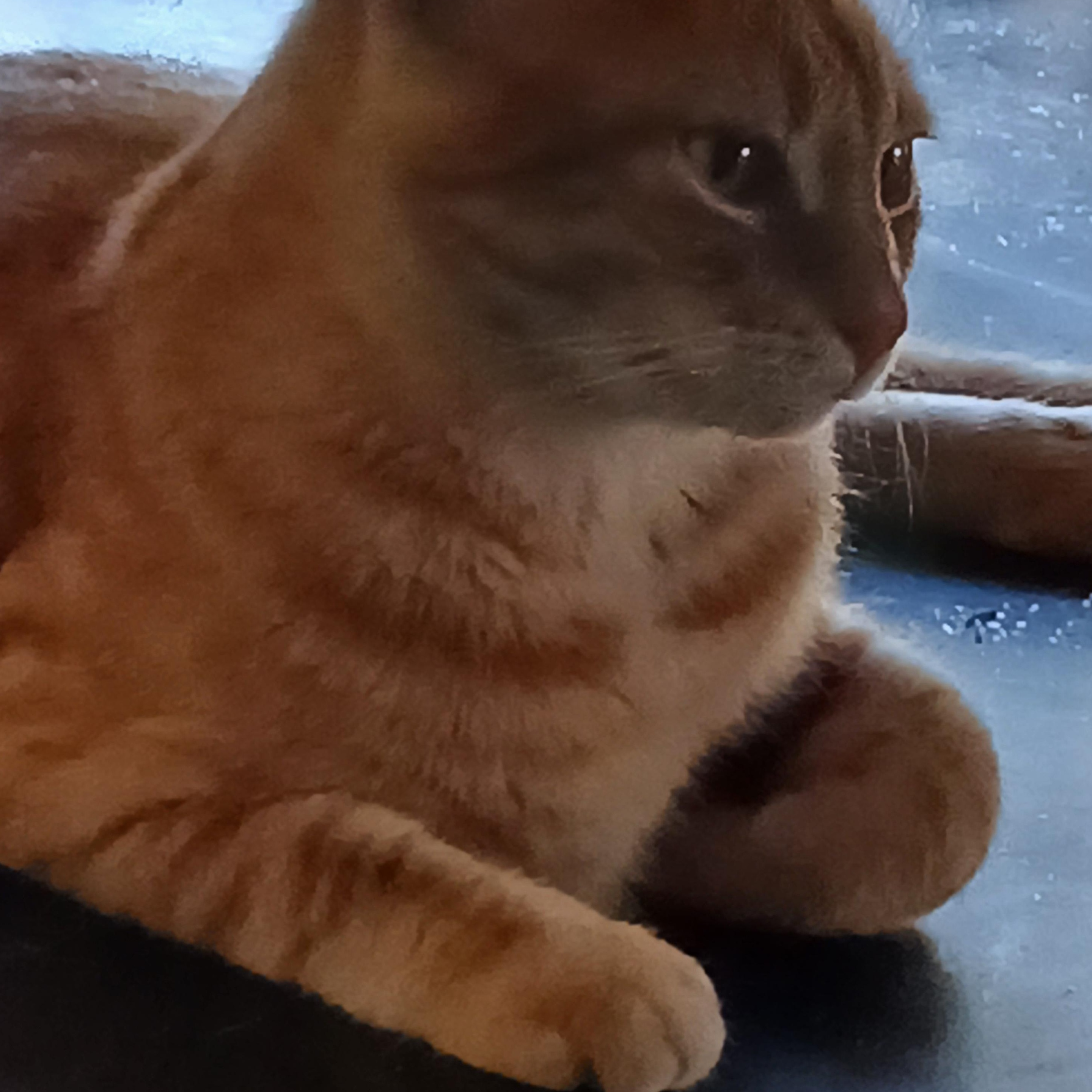 Enlarge Papaya, a hold Tabby image 5/6