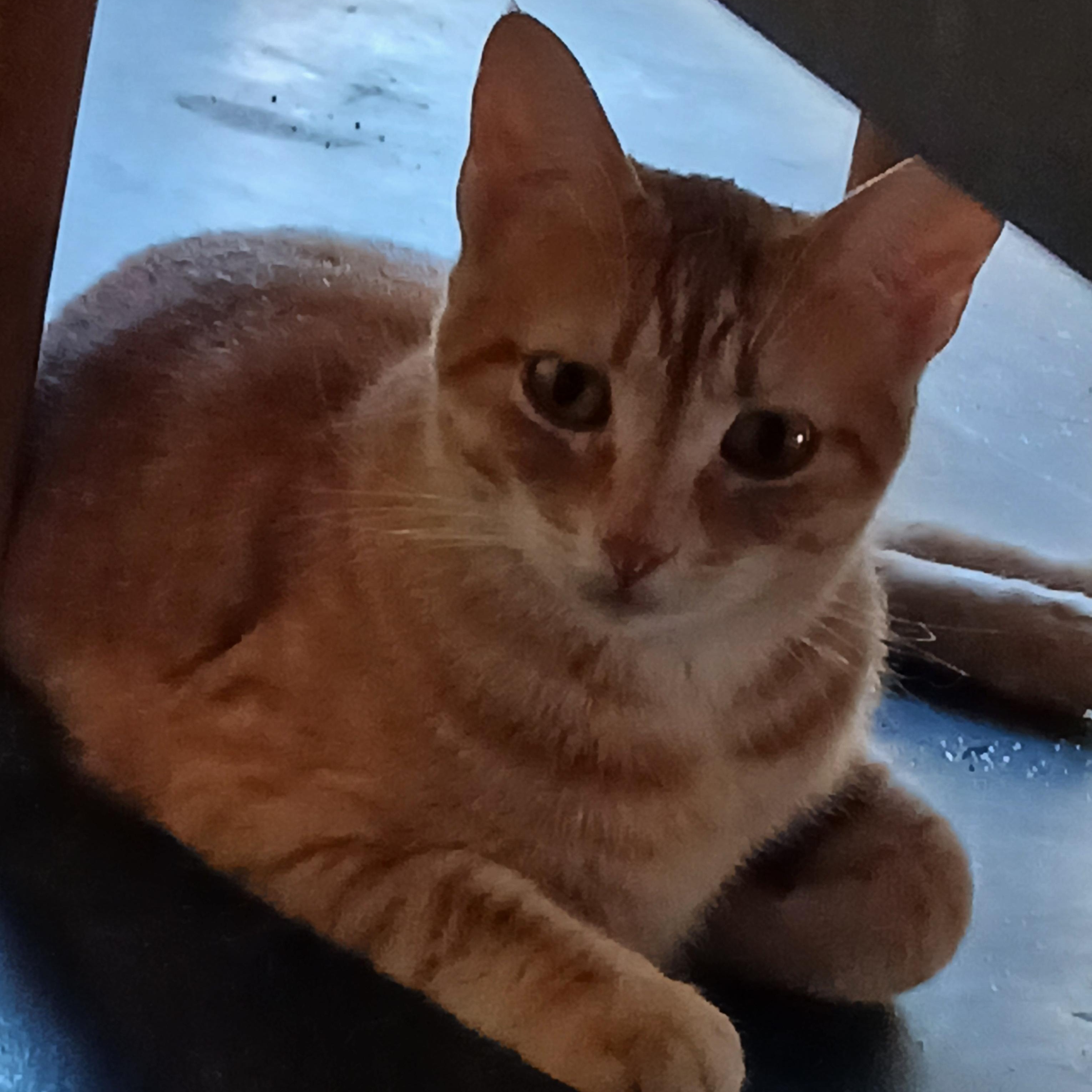 Enlarge Papaya, a hold Tabby image 2/6