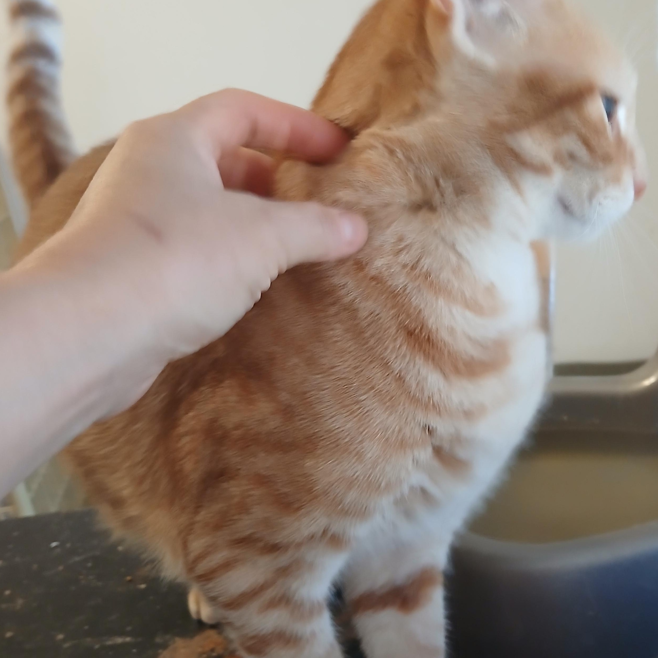 Enlarge Papaya, a hold Tabby image 6/6