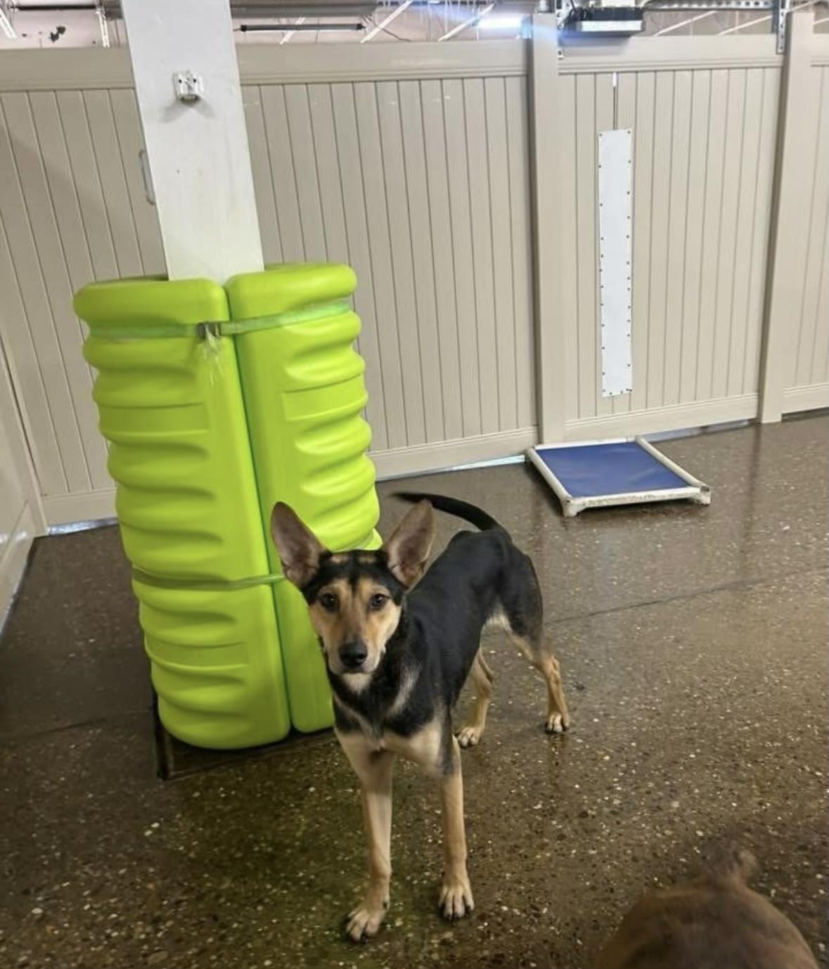 Enlarge Billy, an adopted mixed breed in Pittsburgh, PA image 5/6