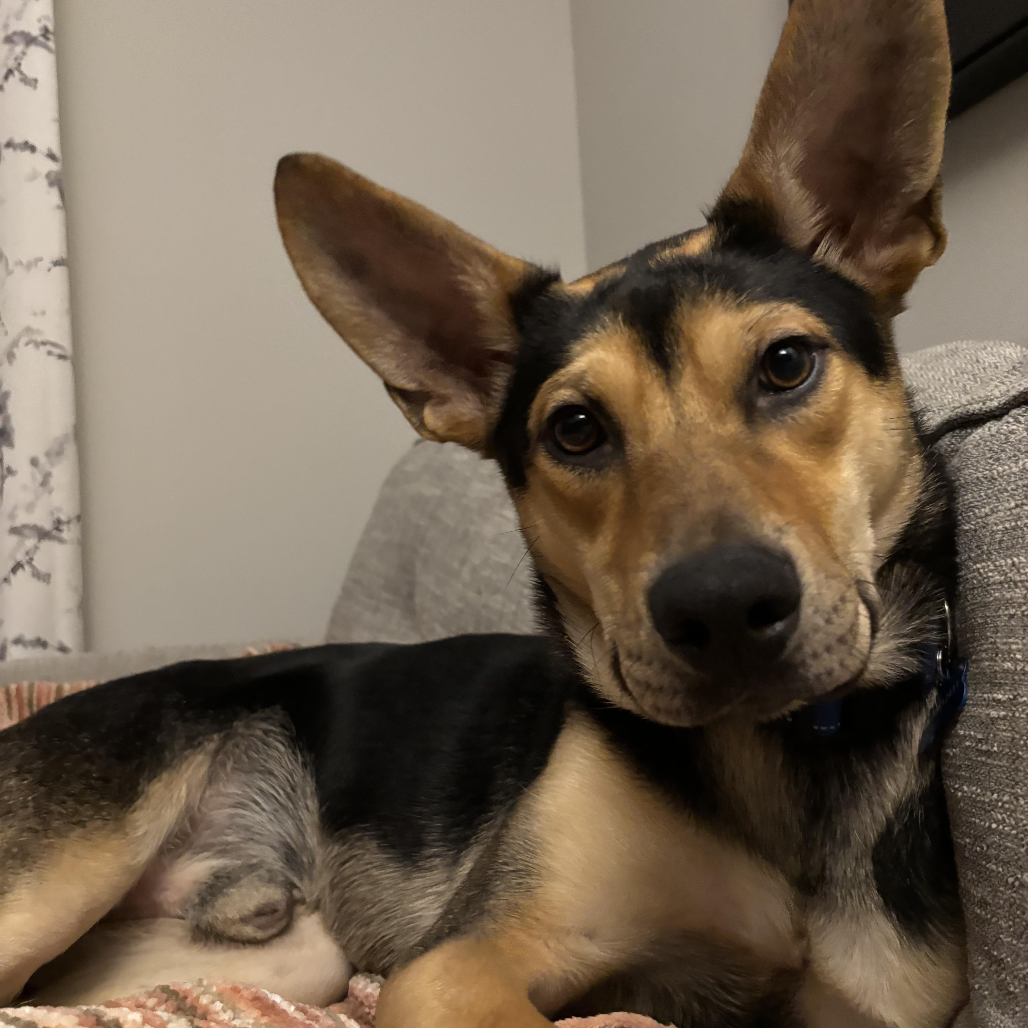 Enlarge Billy, an adopted mixed breed in Pittsburgh, PA image 6/6