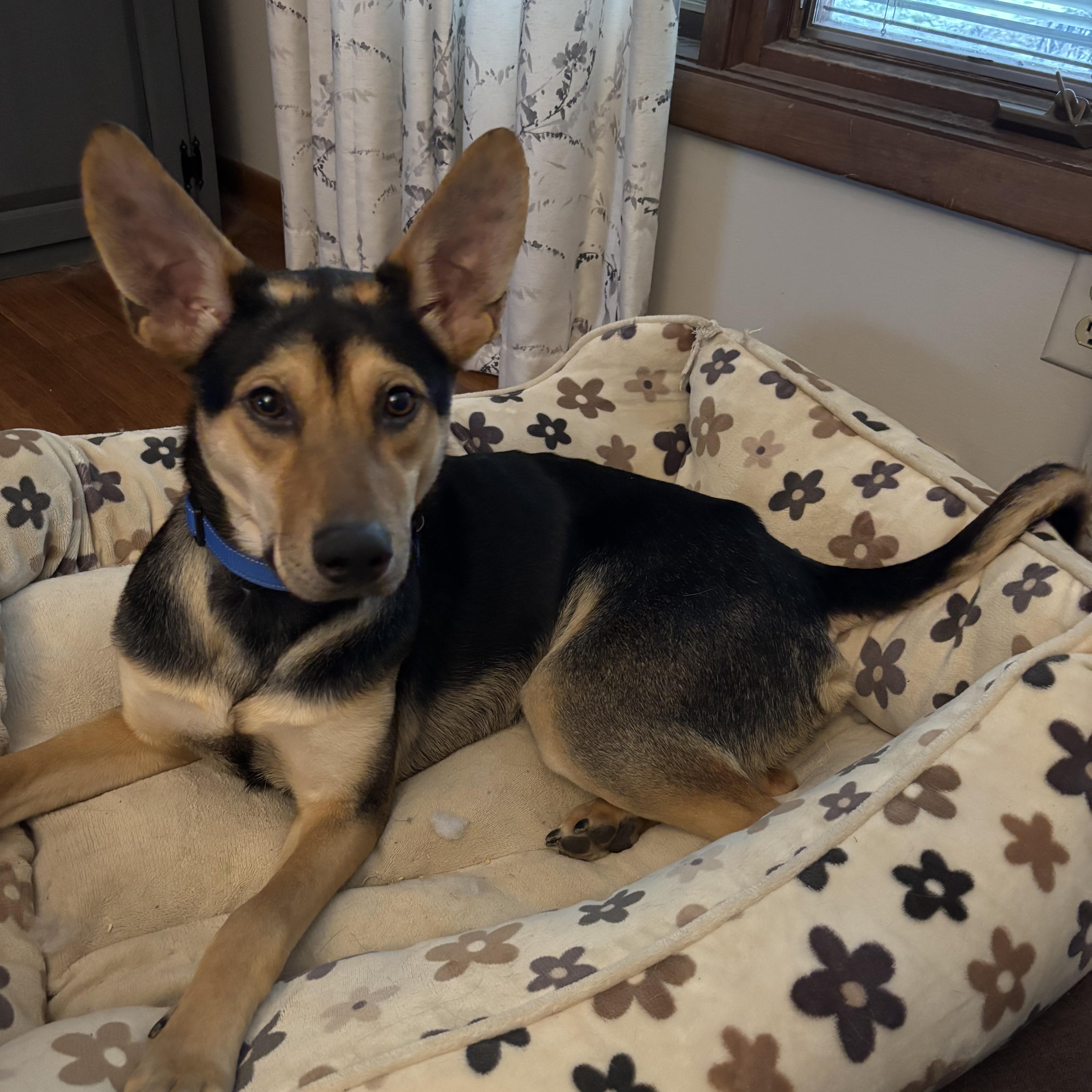 Enlarge Billy, an adopted mixed breed in Pittsburgh, PA image 2/6