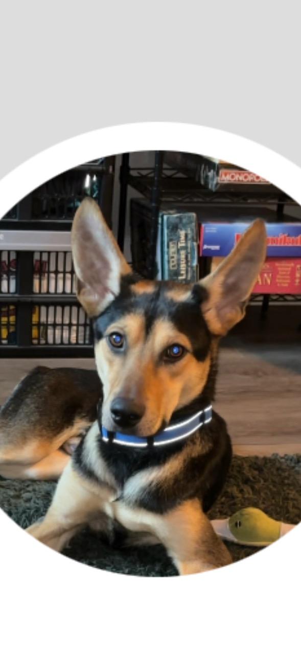 Enlarge Billy, an adopted mixed breed in Pittsburgh, PA image 3/6