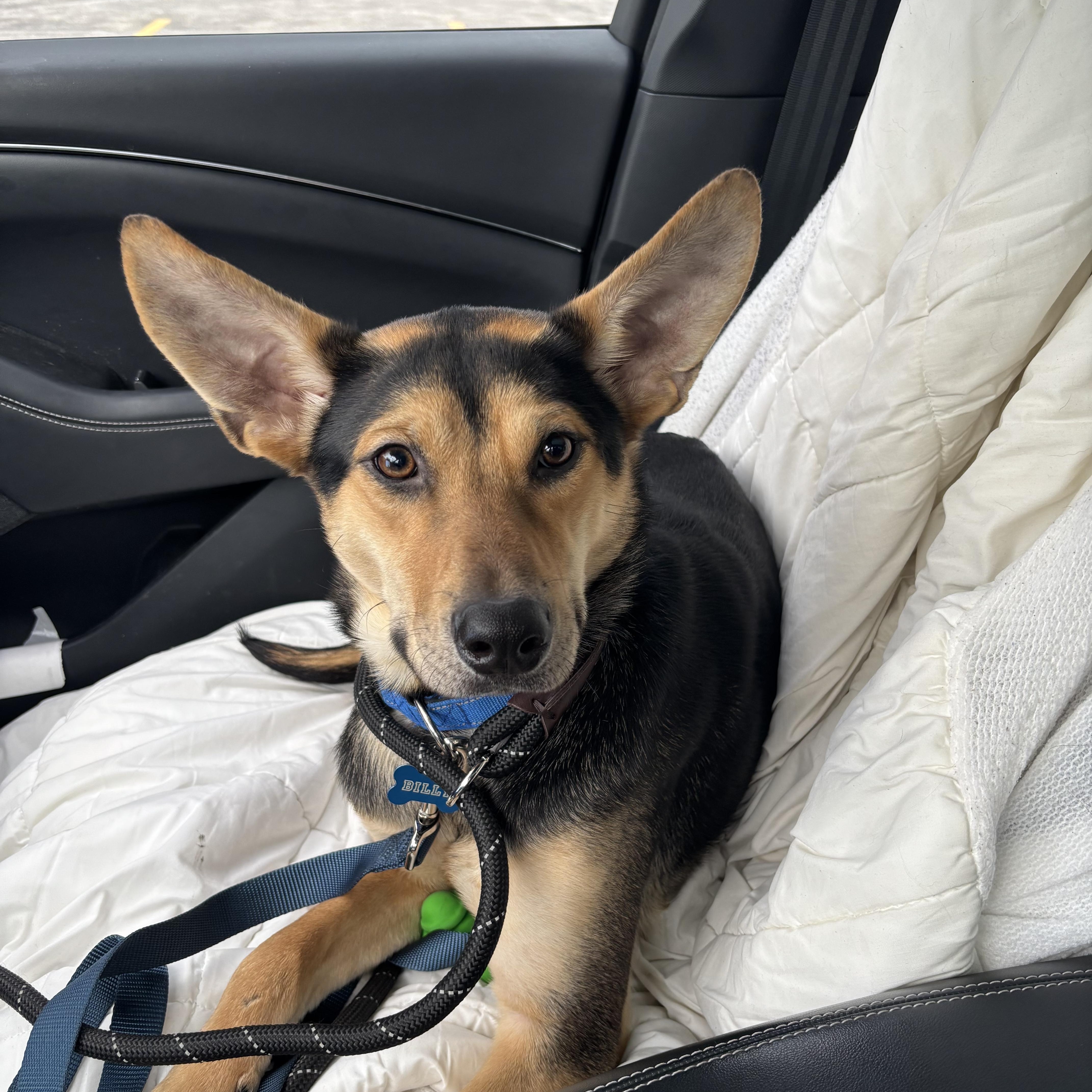 Enlarge Billy, an adopted mixed breed in Pittsburgh, PA image 1/6