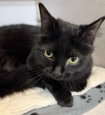 Hitch, ADOPTABLE, Young Male Domestic Medium Hair.