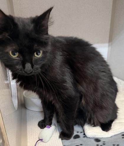 Enlarge Hitch, a ADOPTABLE mixed breed in Salem, NH image 2/3