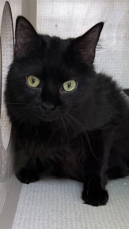 Enlarge Hitch, a ADOPTABLE mixed breed in Salem, NH image 3/3