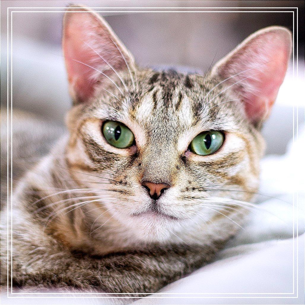 Parmesan — thumbnail 2