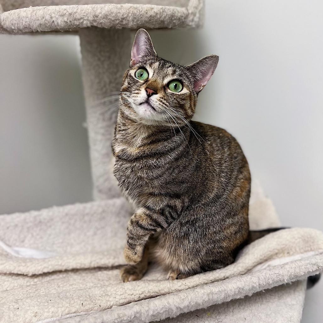 Parmesan — thumbnail 3