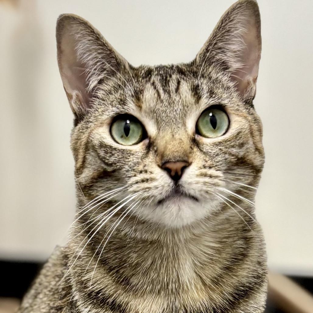 Parmesan — thumbnail 4