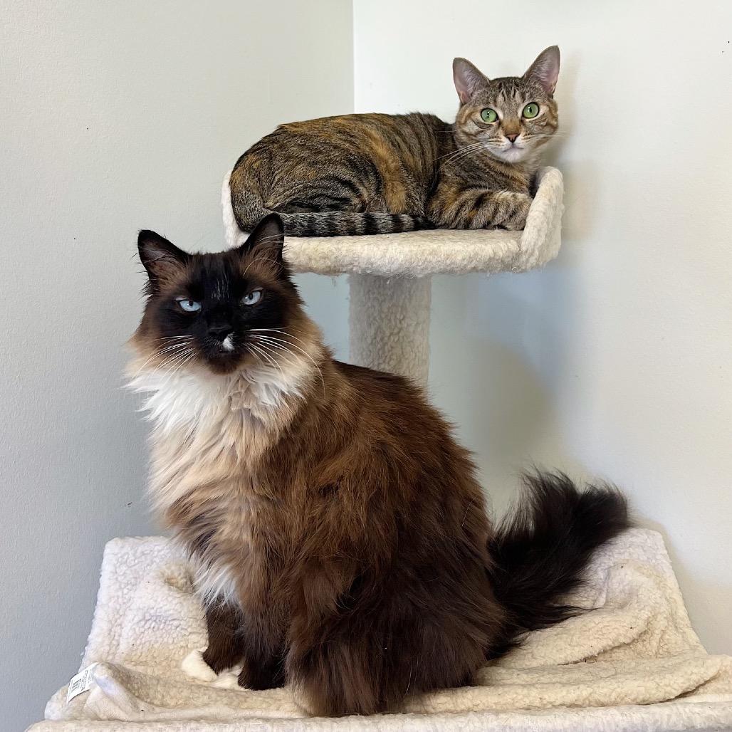 Parmesan — thumbnail 5