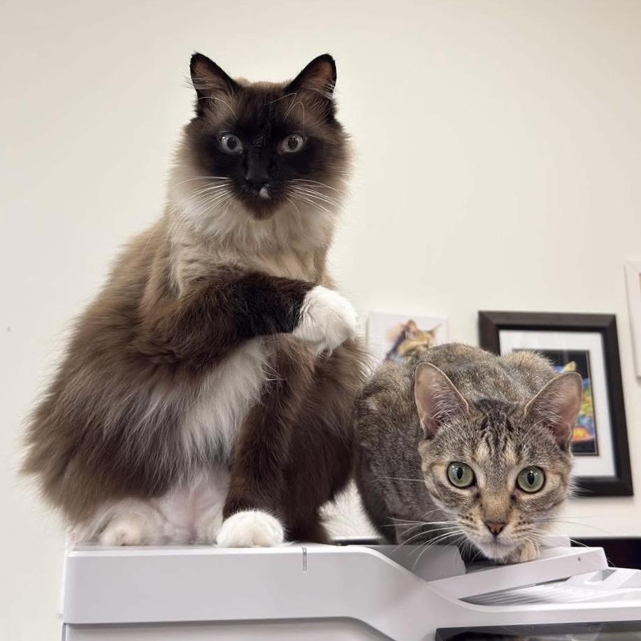 Parmesan — thumbnail 6