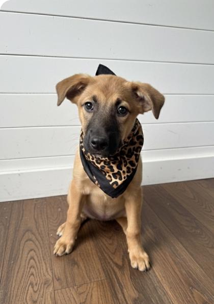 Enlarge Patsy, a Adoptable mixed breed in Cibolo, TX image 1/3