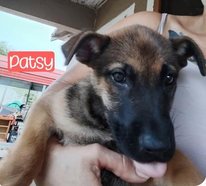 Enlarge Patsy, a Adoptable mixed breed in Cibolo, TX image 2/3