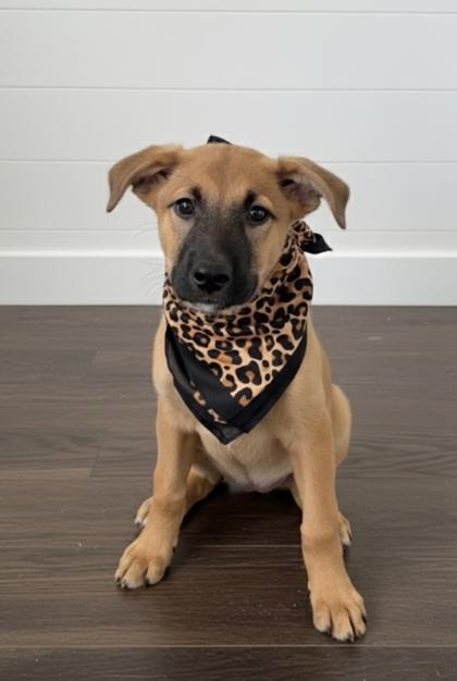 Enlarge Patsy, a Adoptable mixed breed in Cibolo, TX image 3/3