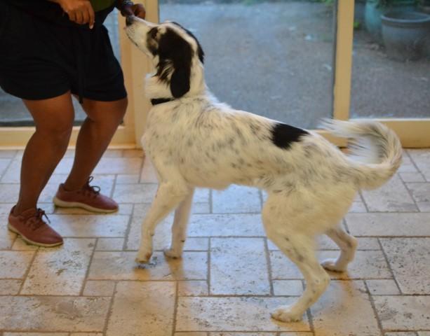 Enlarge Sophie, an adopted mixed breed in White Plains, NY image 2/5