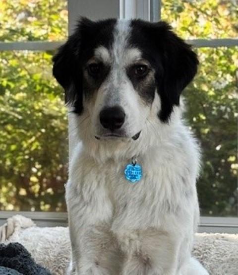 Enlarge Sophie, an adopted mixed breed in White Plains, NY image 1/5