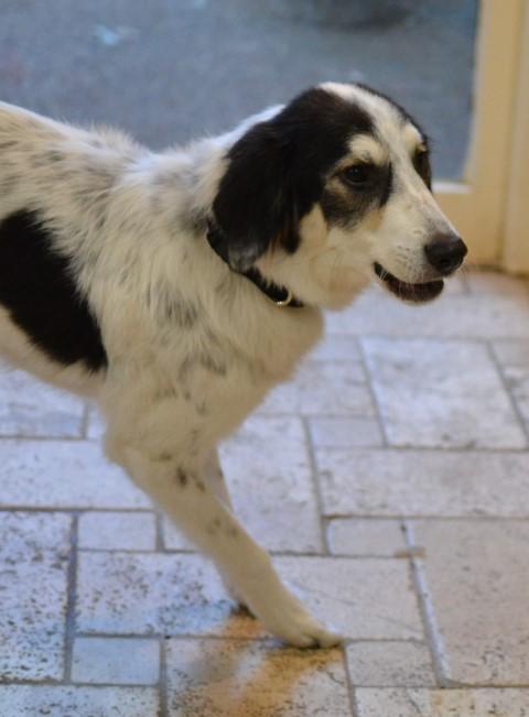 Enlarge Sophie, an adopted mixed breed in White Plains, NY image 3/5