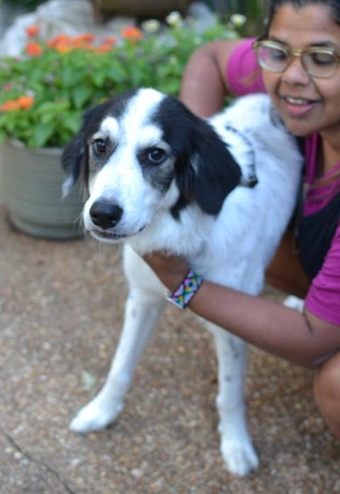 Enlarge Sophie, an adopted mixed breed in White Plains, NY image 4/5