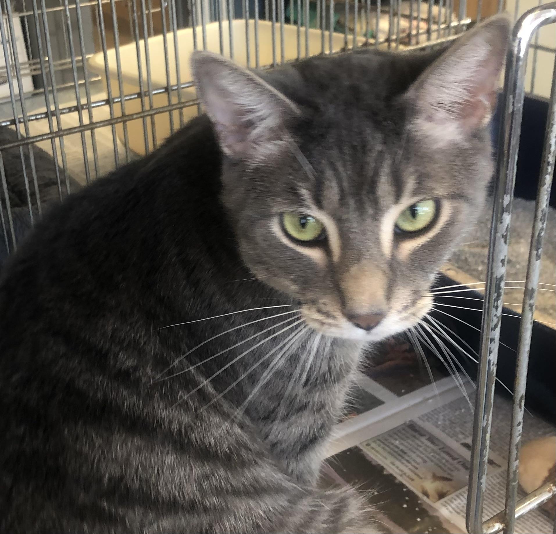 Enlarge Damien, an adoptable mixed breed in Parma, OH image 1/1