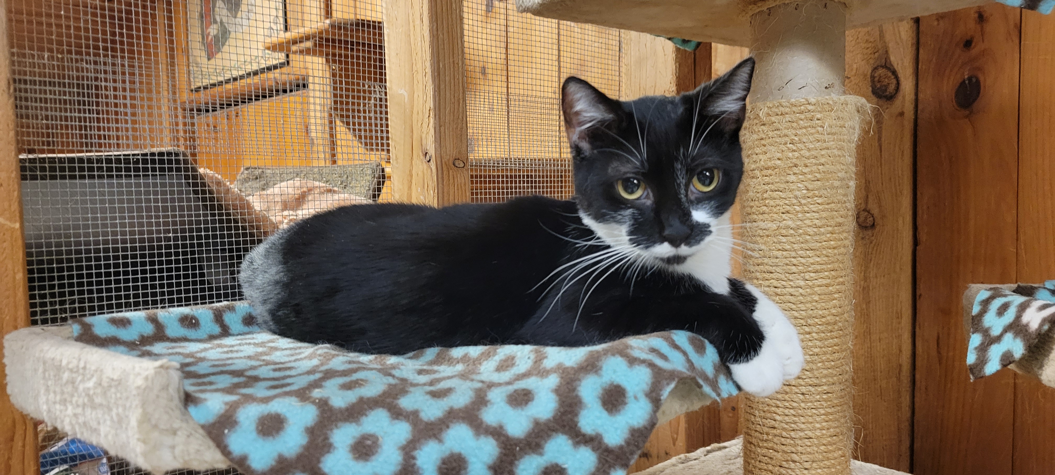 Viennetta, Adoptable, Young Female Tabby.