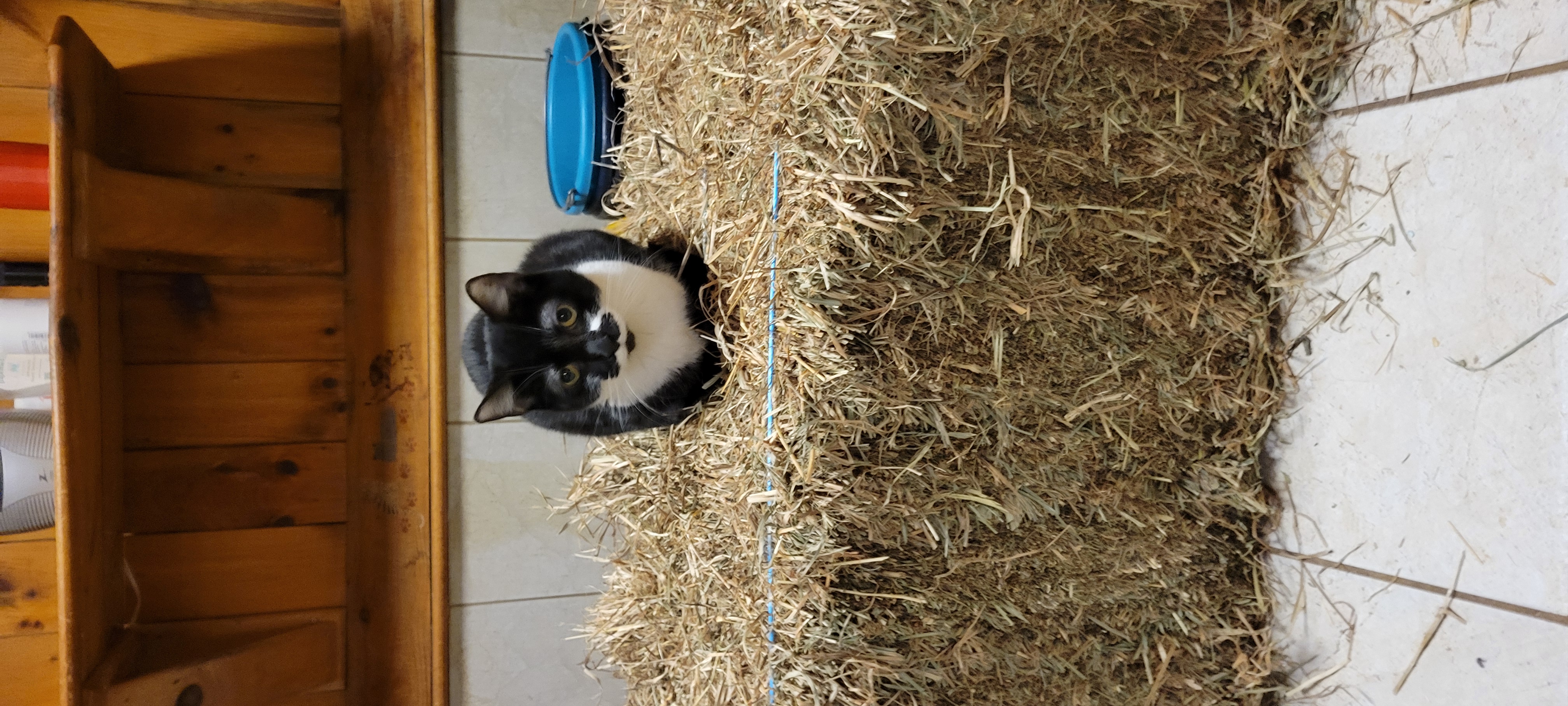 Enlarge Viennetta, a Adoptable mixed breed in Coventry, CT image 2/6