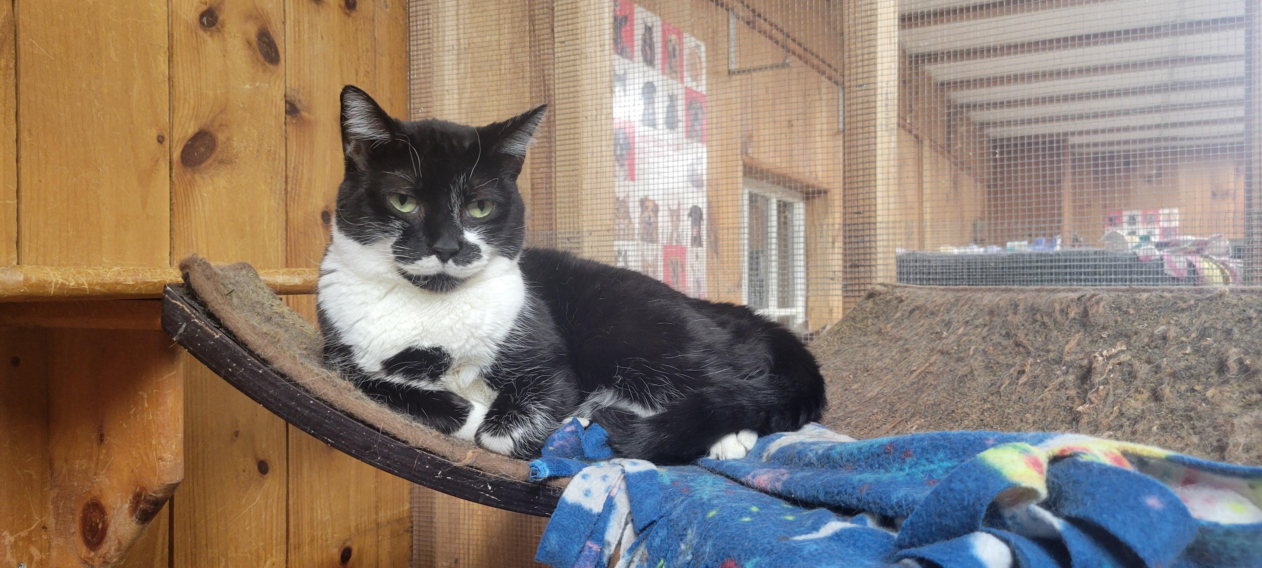 Viennetta, Adoptable, Young Female Tabby.