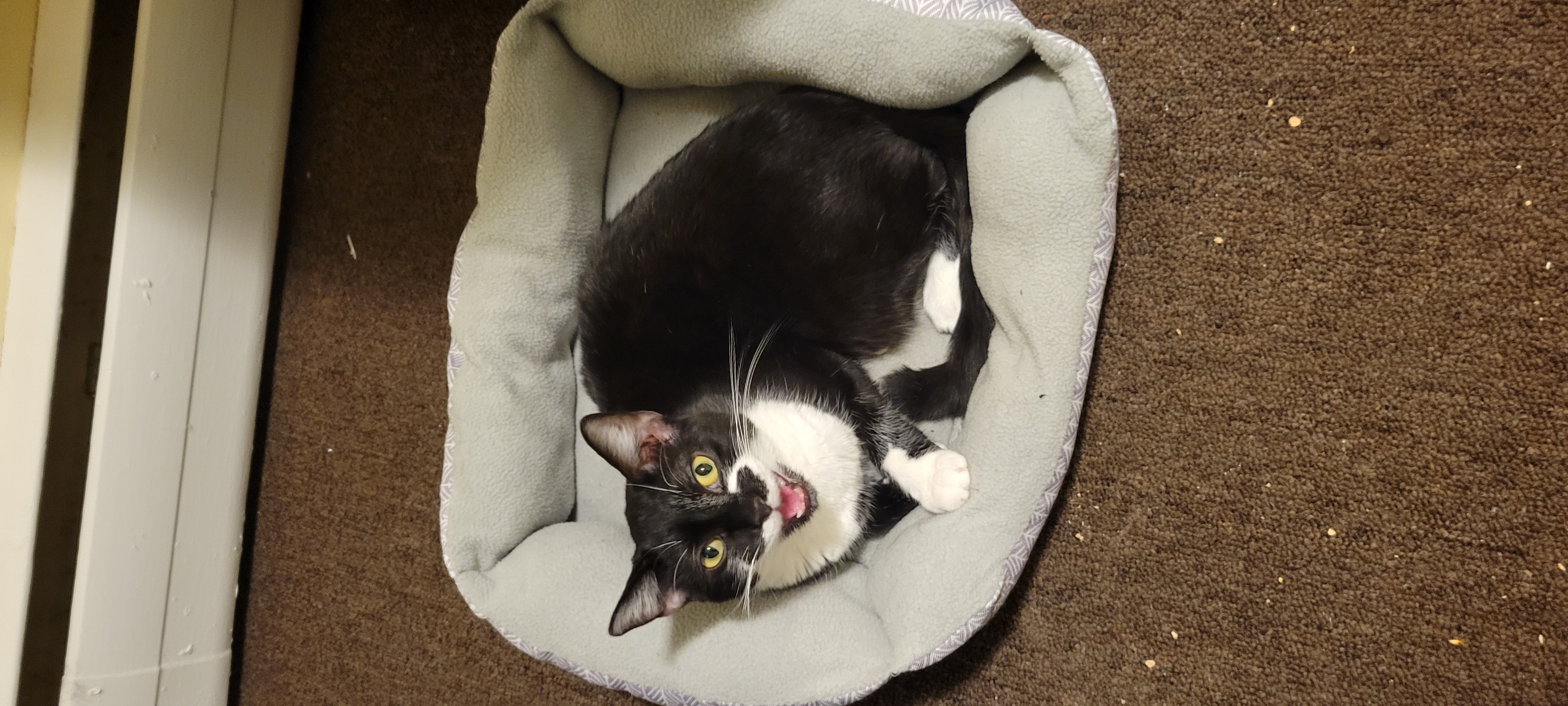 Enlarge Viennetta, a Adoptable mixed breed in Coventry, CT image 6/6