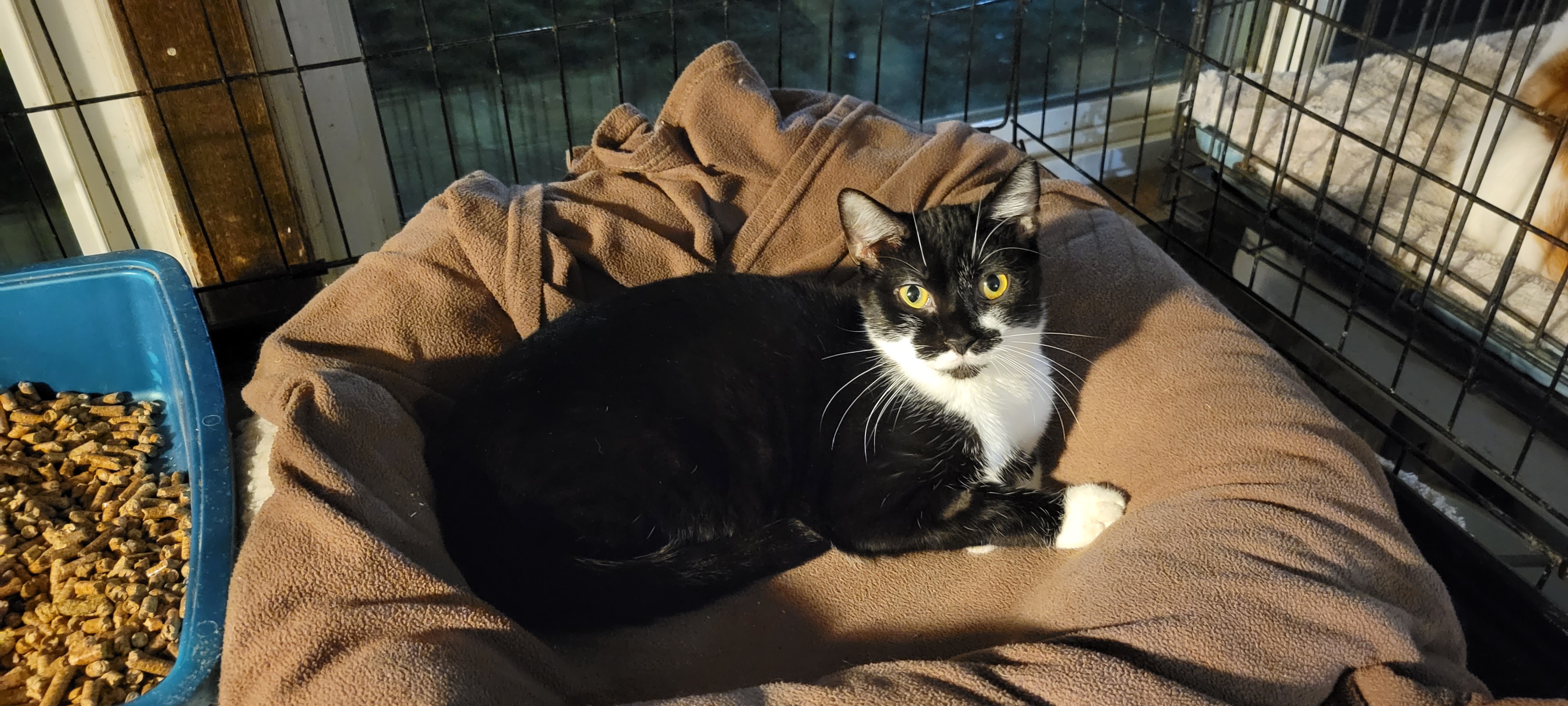 Enlarge Viennetta, a Adoptable mixed breed in Coventry, CT image 4/6