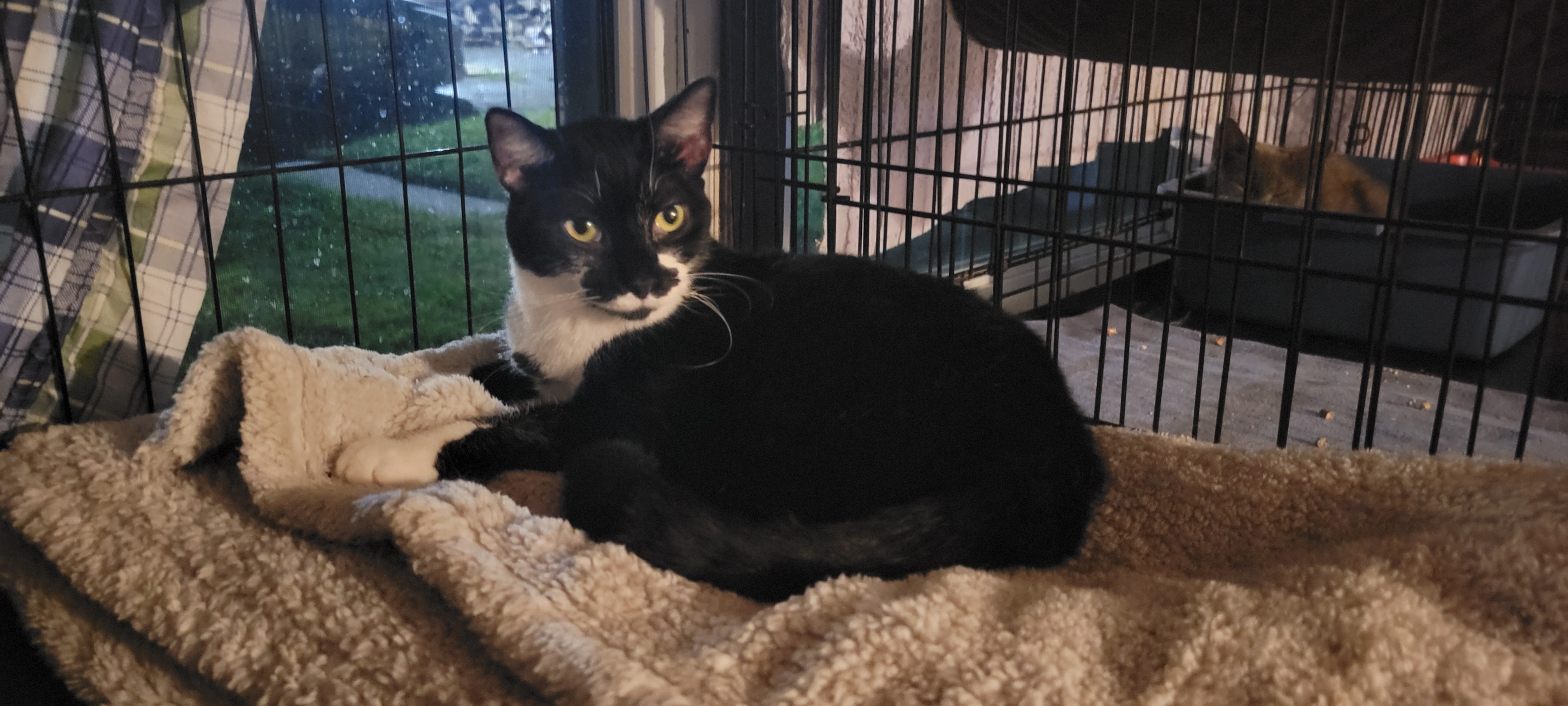 Enlarge Viennetta, a Adoptable mixed breed in Coventry, CT image 5/6