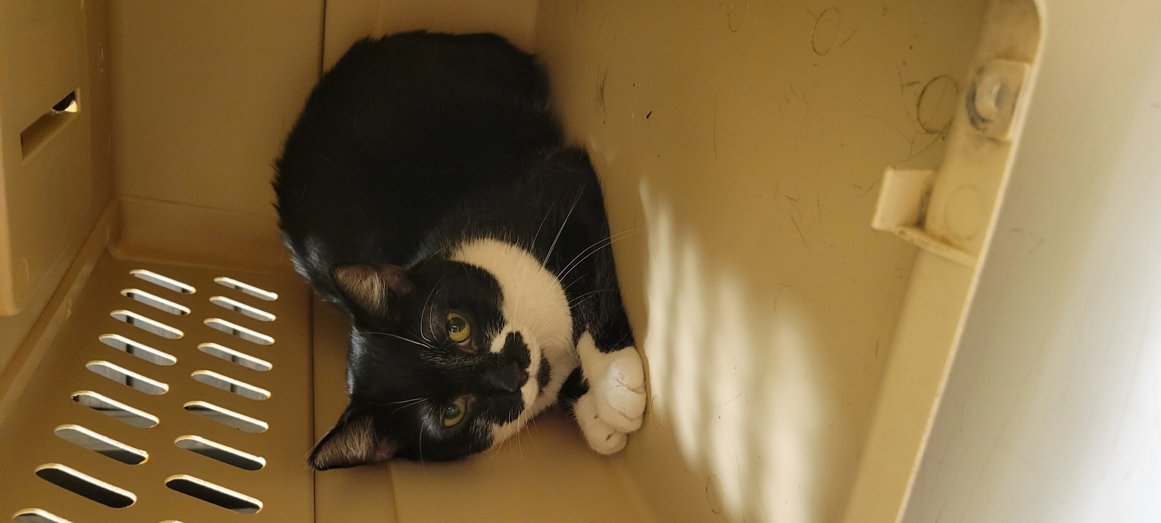 Enlarge Viennetta, a Adoptable mixed breed in Coventry, CT image 3/6