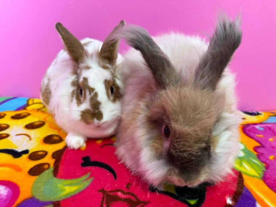 Sweater Weather and Wooly, a ADOPTABLE Angora Rabbit in St. Charles, MO image 2/5