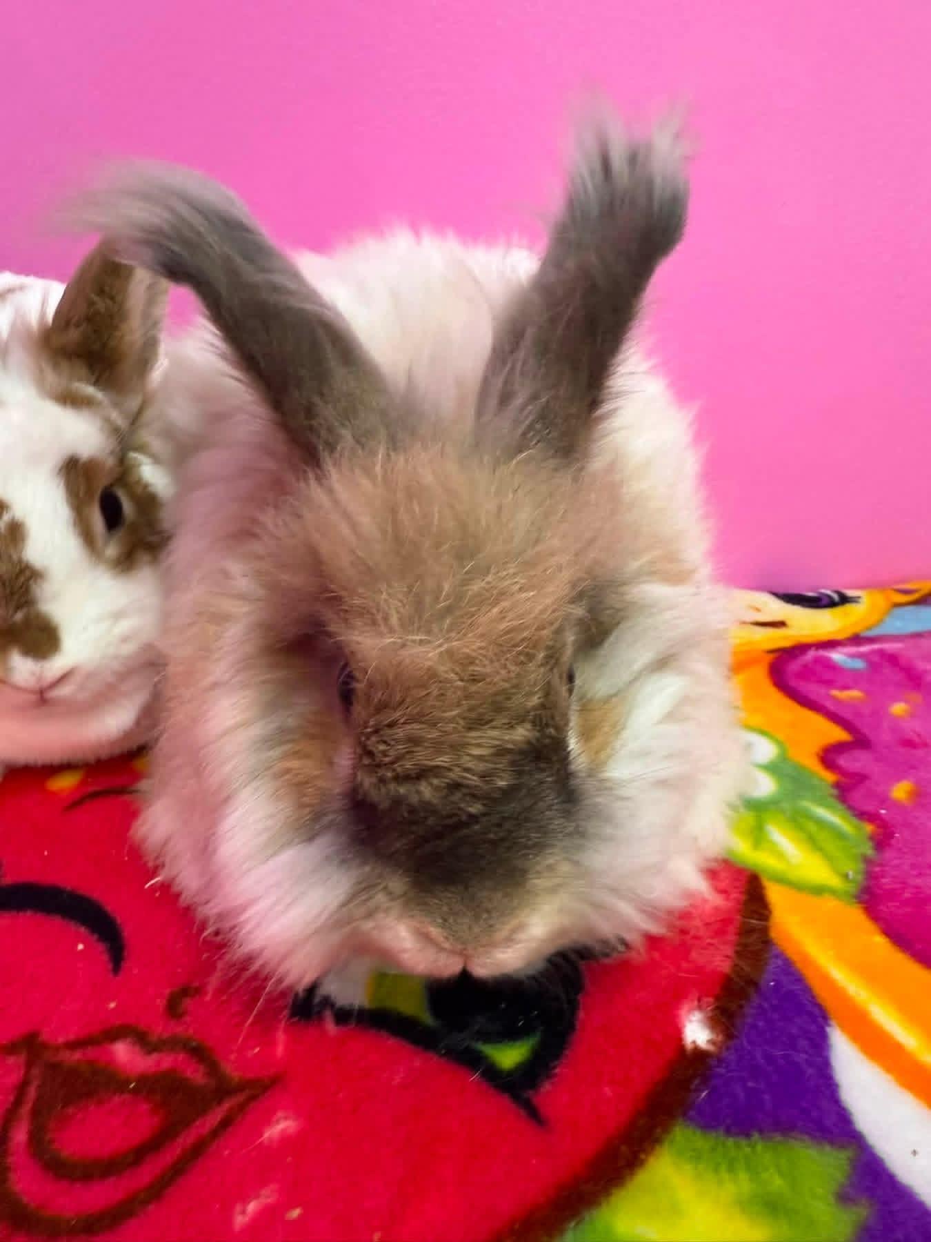 Sweater Weather and Wooly, ADOPTABLE, Adult Female Angora Rabbit.