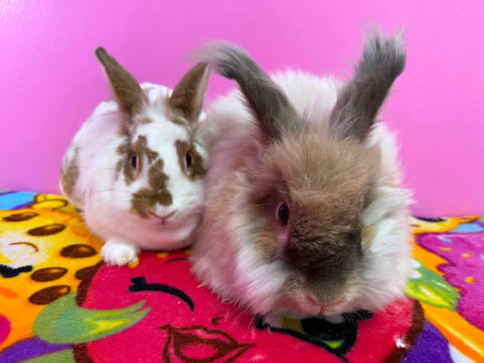 Sweater Weather and Wooly, a ADOPTABLE Angora Rabbit in St. Charles, MO image 3/5